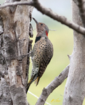 Northern Flicker